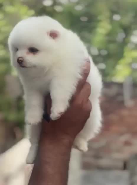 Toy Poodle Puppy, farm video