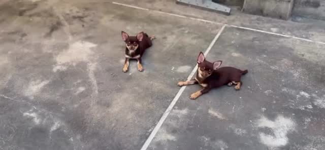 Chihuahua Puppy, farm video