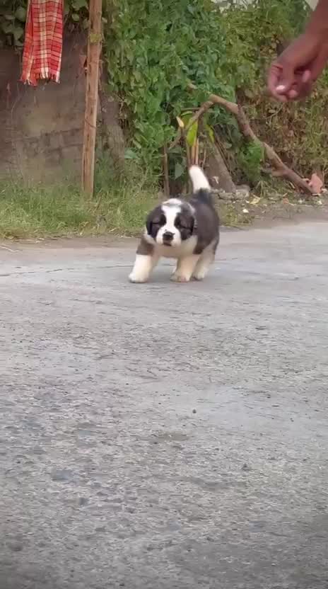 Saint Bernard Puppy, farm video