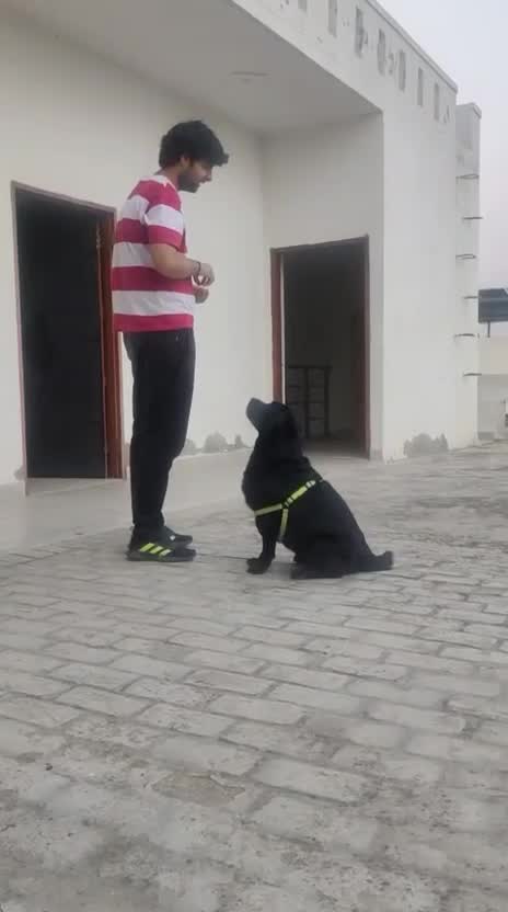 Beagle Black & Tan Puppy, farm video