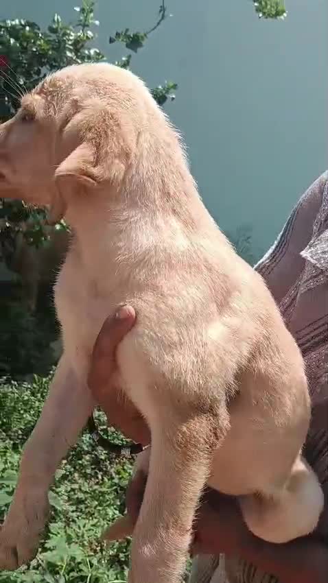 Beagle Black & Tan Puppy, farm video