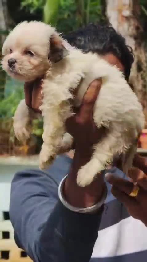 Shih Tzu | Black Color, farm video
