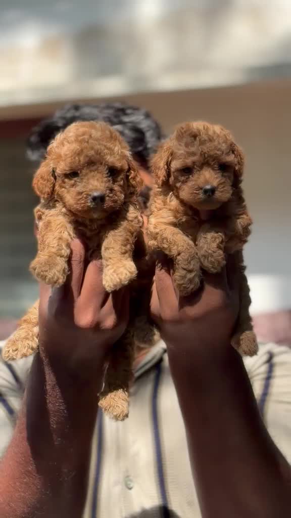 Standard Poodle Puppy, farm video