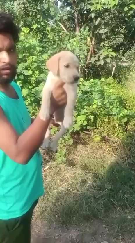 Beagle Black & Tan Puppy, farm video