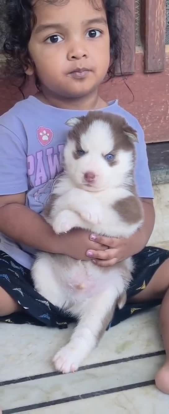 Siberian Husky Puppy | Black & White Color, farm video