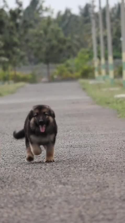 German Shepherd Puppy, farm video