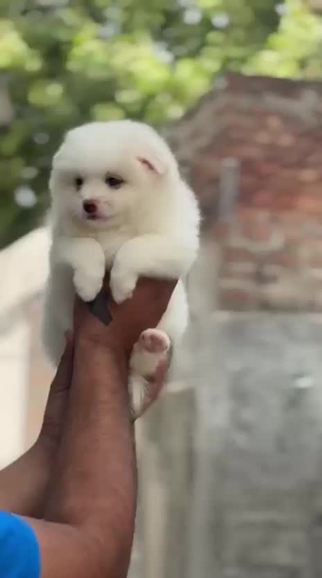 Culture Pom Puppy | White Color, farm video