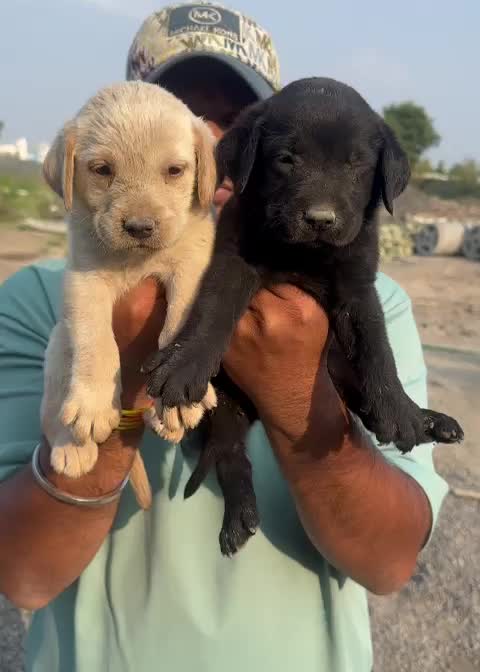 Beagle Black & Tan Puppy, farm video