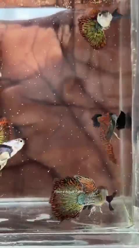 Bearded Dragon, farm video