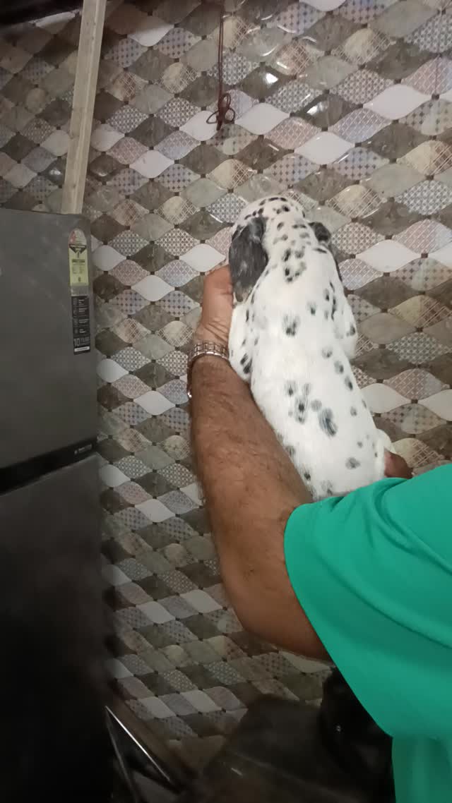 Dalmatian Puppy, farm video