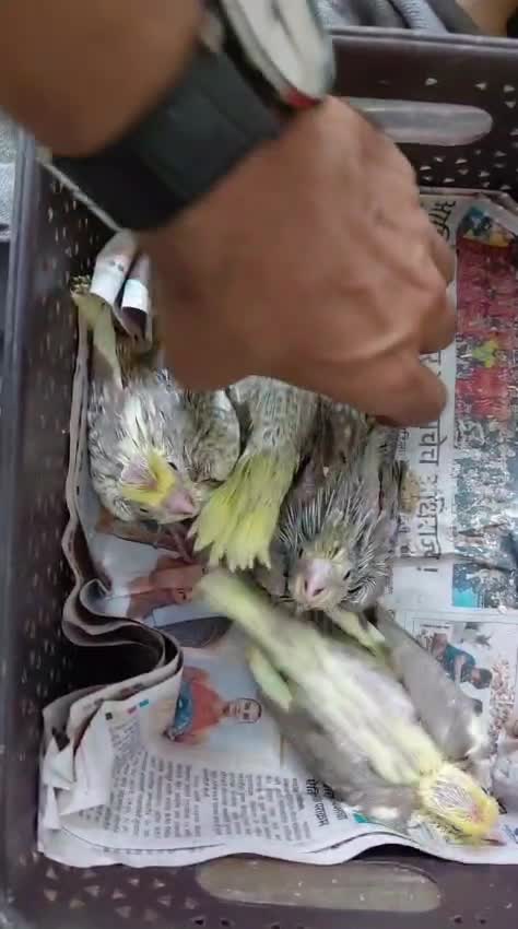 Cockatiel, farm video