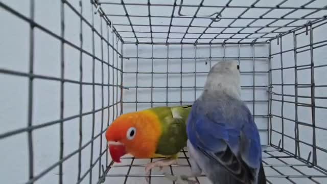 African Love Birds | Yellow & Orange, farm video