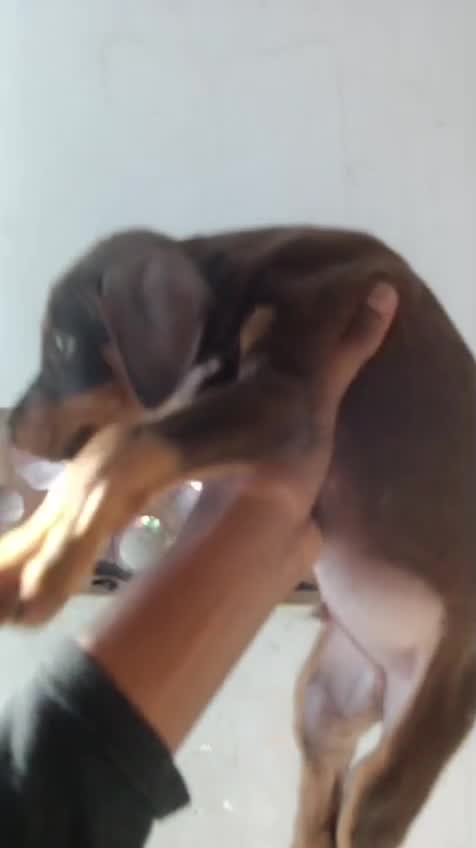 Doberman Pinscher Puppy, farm video