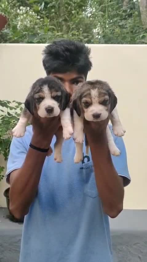Beagle Black & Tan Puppy, farm video