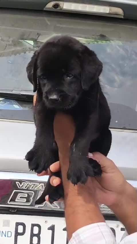 Beagle Black & Tan Puppy, farm video