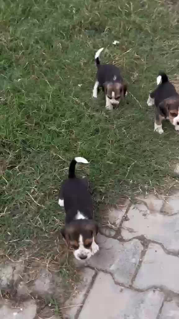Beagle Black & Tan Puppy, farm video