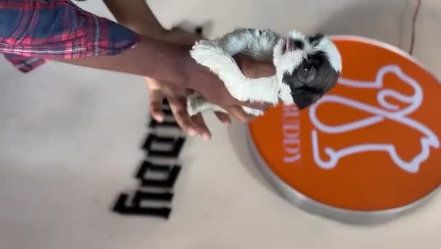 Shih Tzu | Black Color, farm video