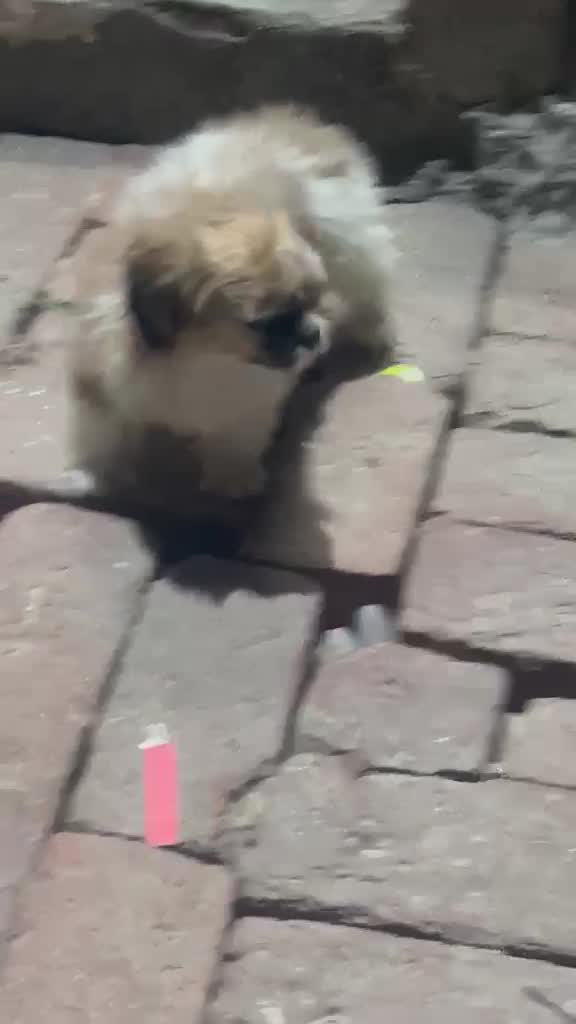 Shih Tzu | Black Color, farm video