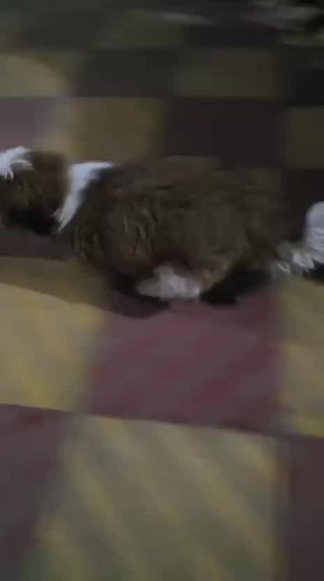 Shih Tzu | Black Color, farm video