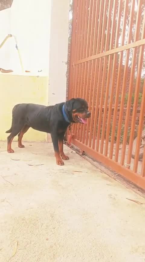 Rottweiler Puppy, farm video