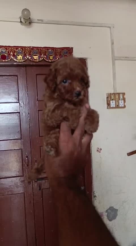 Toy Poodle Puppy, farm video