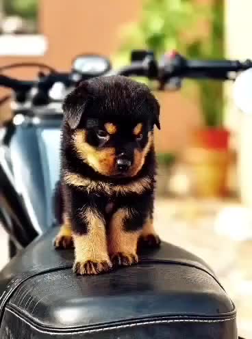 Rottweiler Puppy, farm video
