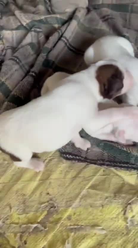 American Bully Pocket Size Puppy, farm video