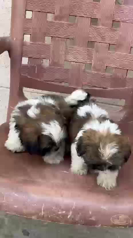 Shih Tzu | Black Color, farm video