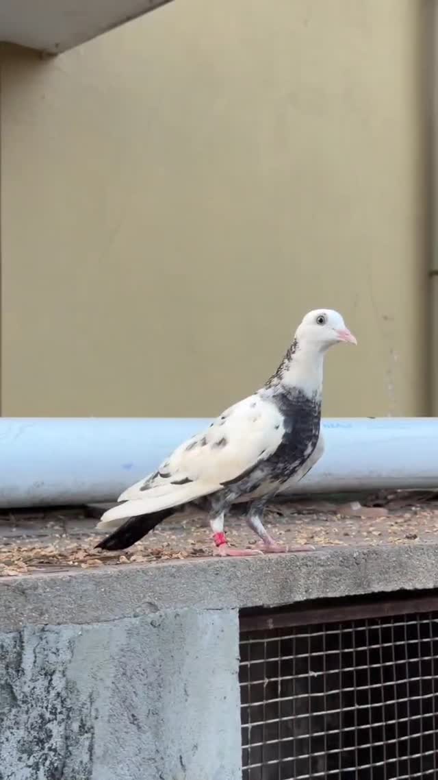 Homer Pigeon, farm video