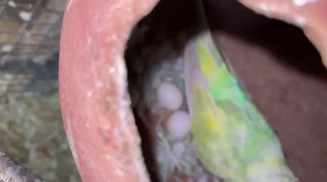 Budgies, farm video