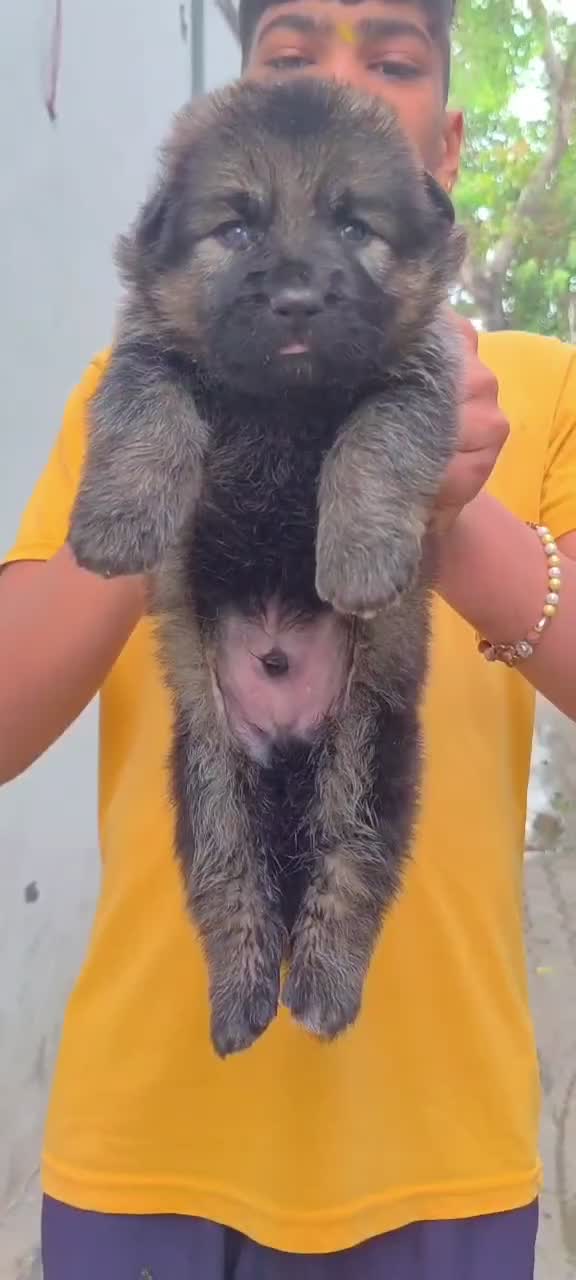 German Shepherd Puppy, farm video