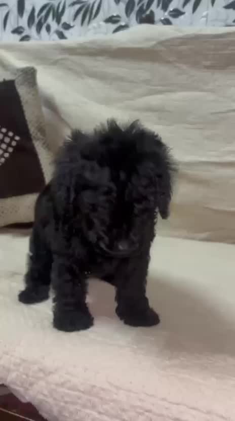 Standard Poodle Puppy, farm video