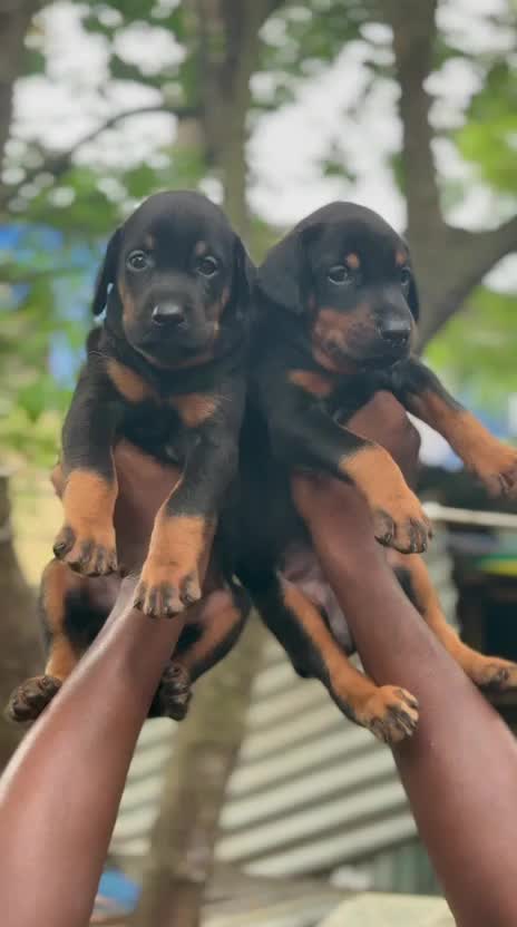 Doberman Pinscher Puppy, farm video