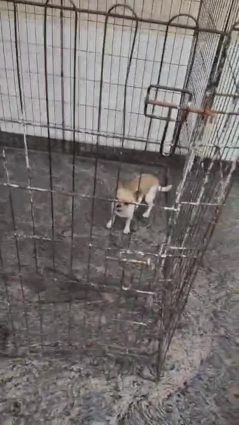 Chihuahua Puppy, farm video