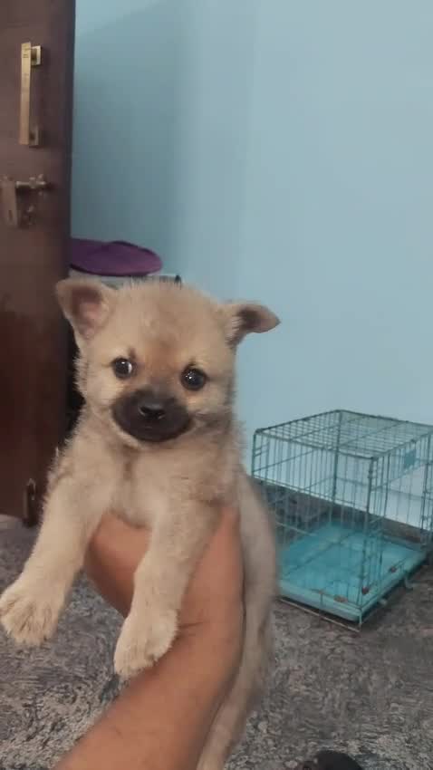 Culture Pom Puppy, farm video