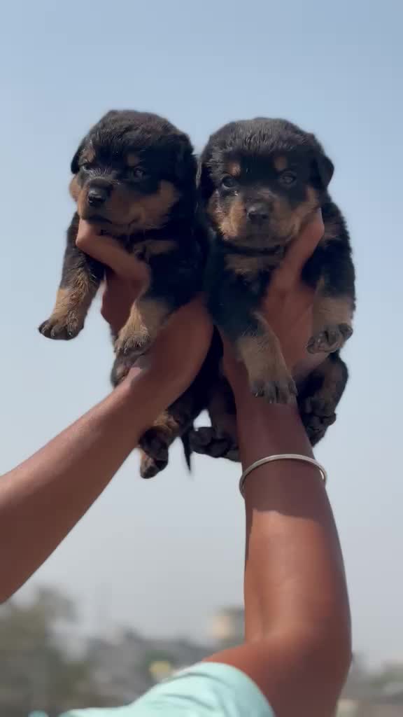 Rottweiler Puppy, farm video