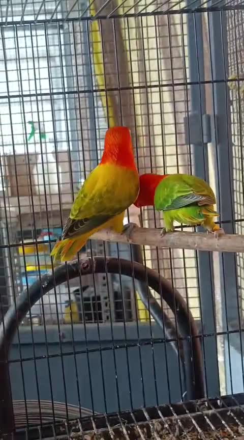 African Love Birds, farm video