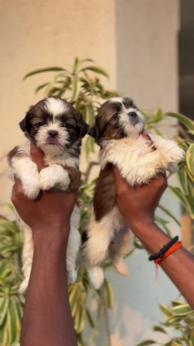 Shih Tzu | Black Color, farm video