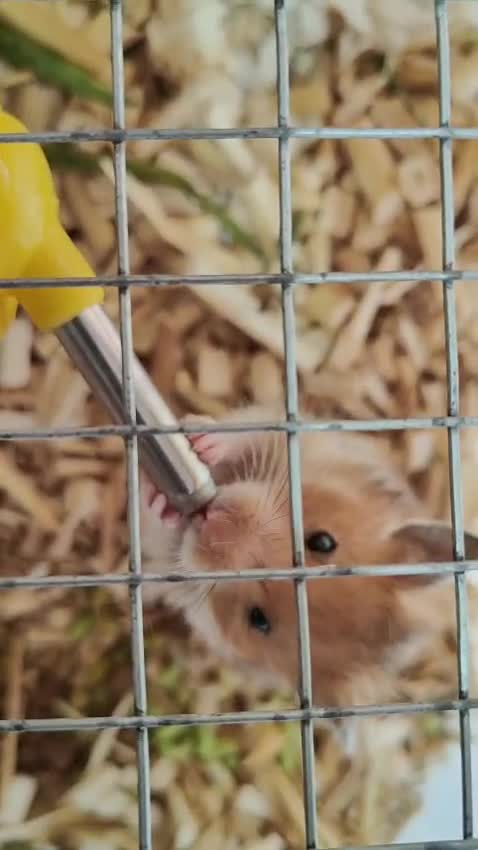 Hamsters, farm video