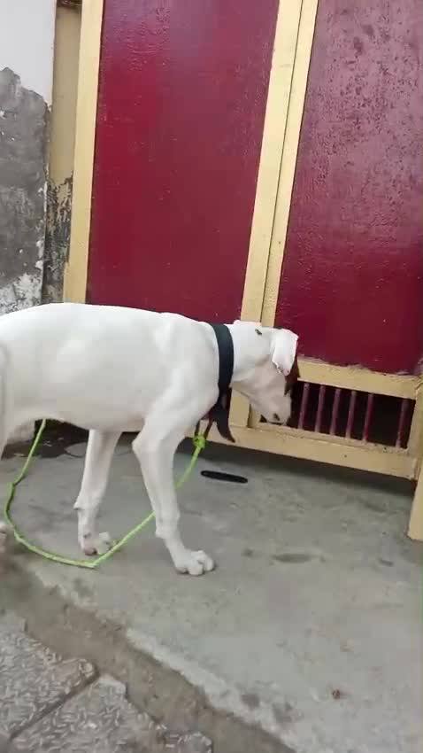 Boxer Puppy, farm video