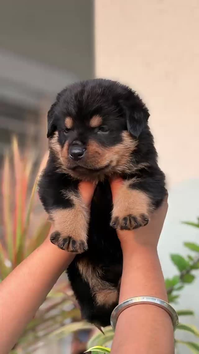 Rottweiler Puppy, farm video