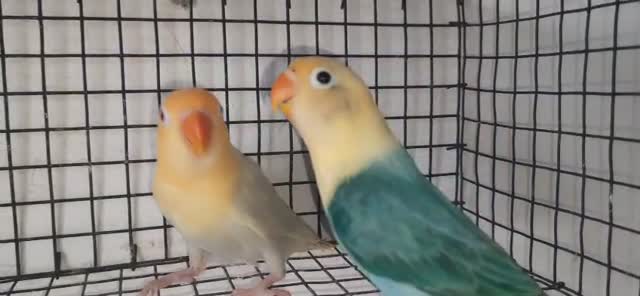 Guinea Pig Babies, farm video