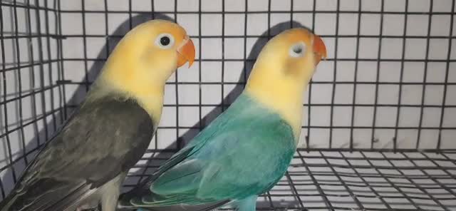 Guinea Pig Babies, farm video