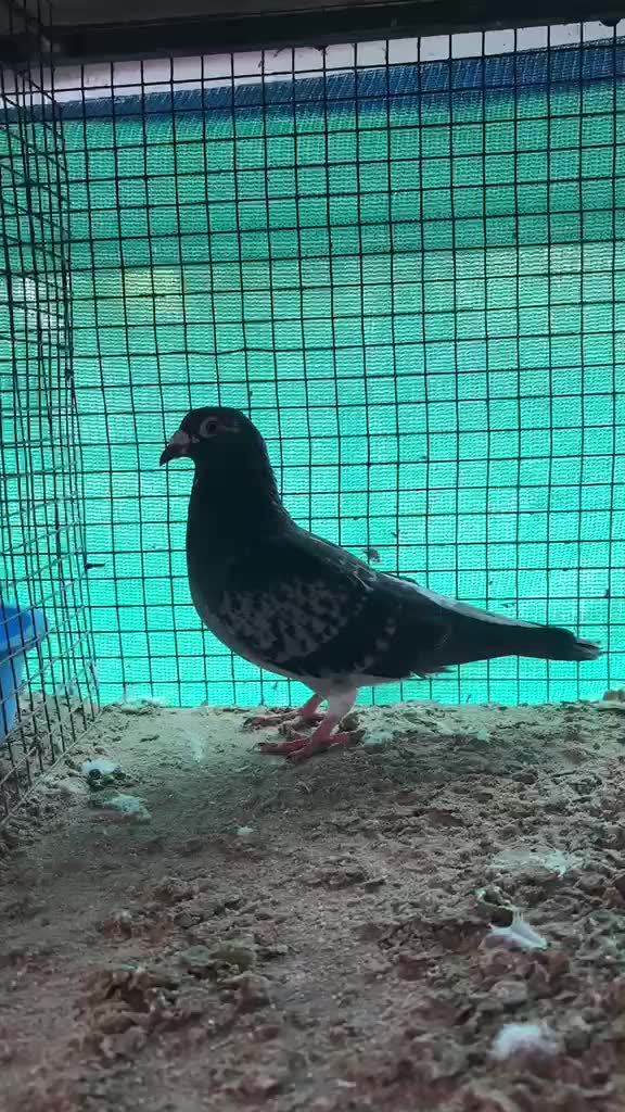 Homer Pigeon, farm video