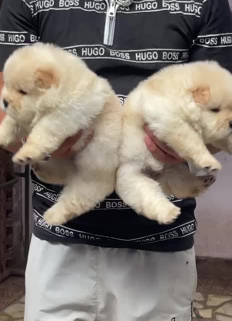 Chow Chow Puppies, farm video