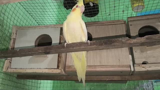 Cockatiel, farm video
