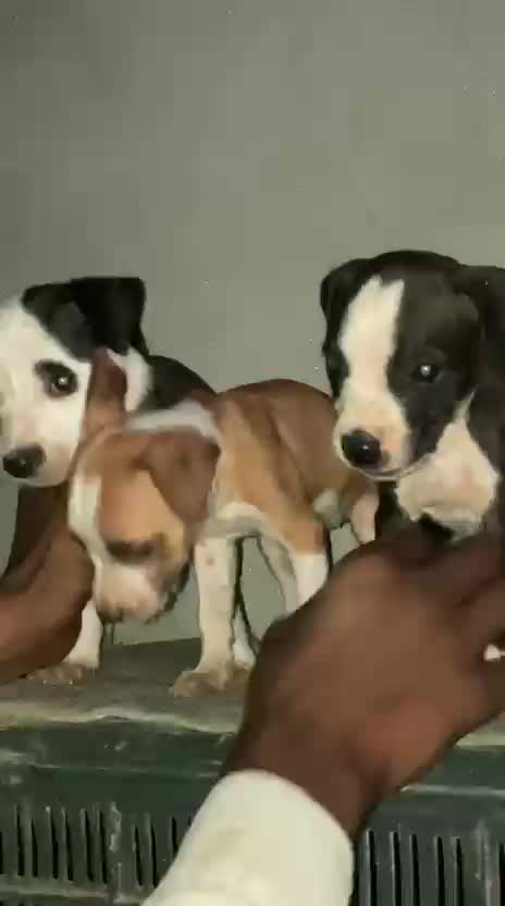 Pitbull Terrier Puppy, farm video