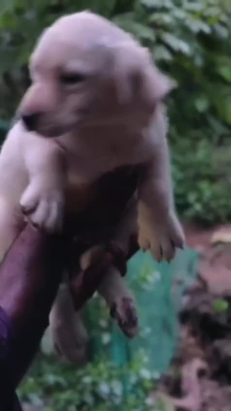 Beagle Black & Tan Puppy, farm video