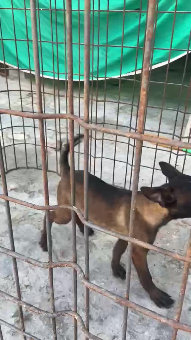 Belgian Malinois Puppy, farm video