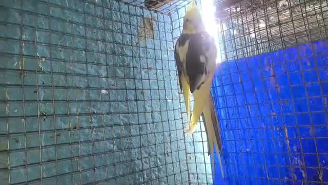 Cockatiel, farm video